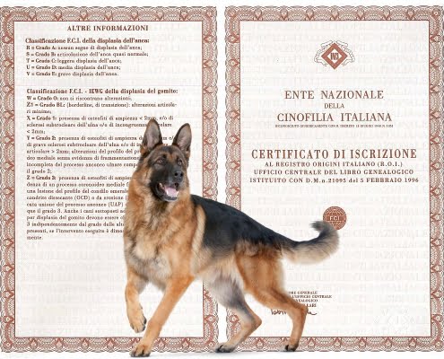 Pedigree ENCI: il certificato genealogico del cane di razza