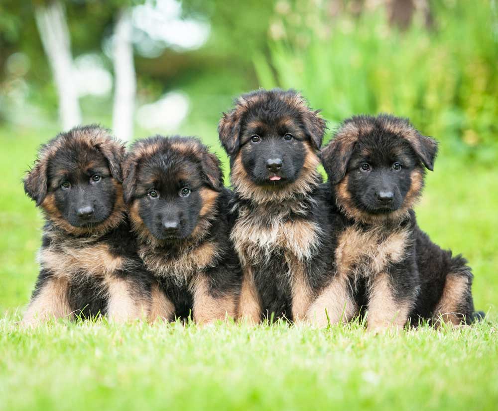 puppy kit pastore tedesco
