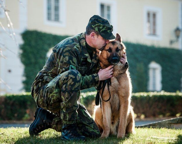 Pastore tedesco cane eroe, in famiglia e in società