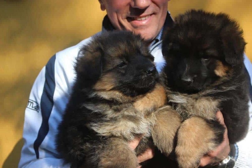 Allevamento Pastore Tedesco Veneto