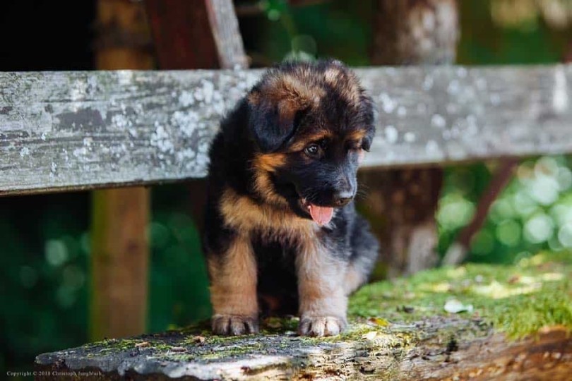 Cuccioli pastore tedesco pelo lungo