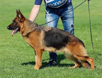 Ohara Von reuschenberger-land