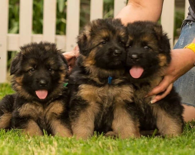 Cuccioli Pastore Tedesco Pelo Lungo