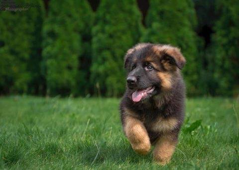 Cucciolio pastore tedesco pelo lungo