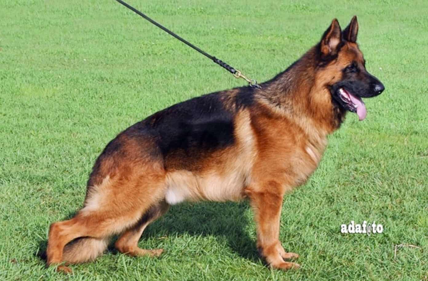 Il Pastore Tedesco Si Morde La Coda -Di Casa Falcone - Foto 10