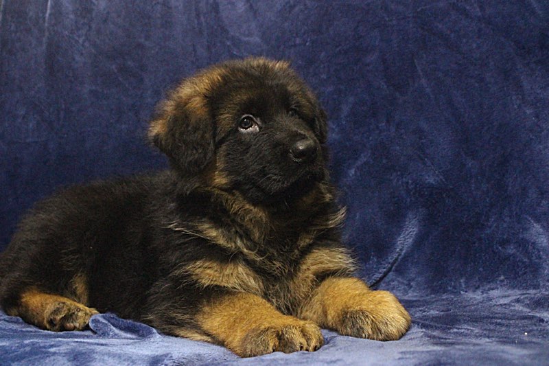 Pastore Tedesco Pelo Lungo