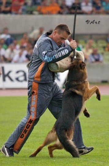 Come addestrare un pastore tedesco alla guardia