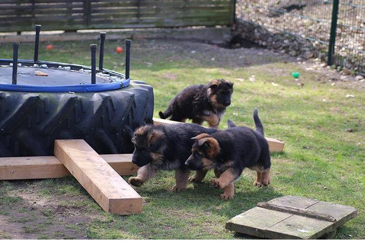 Perché il pastore tedesco scava le buche in giardino e in casa?