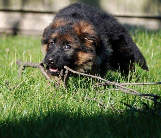 Cucciolo che morde tutto: ecco come farlo smettere