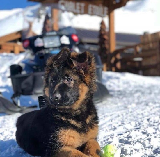 Botti di Capodanno: stress e paura nel cane