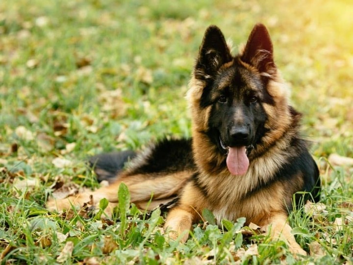 Coronavirus nel cane e altri animali domestici