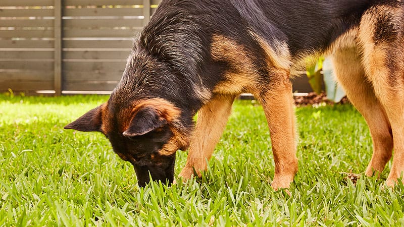 Perché i pastori tedeschi mangiano erba?