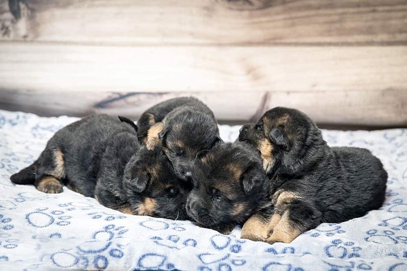 Herpes Virus canino nel Pastore Tedesco