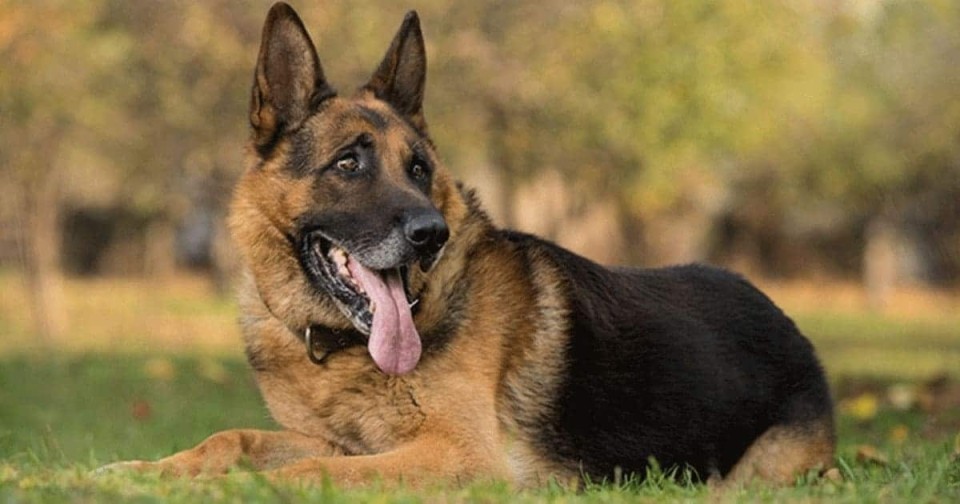 Tracheite canina: cause, sintomi e cure