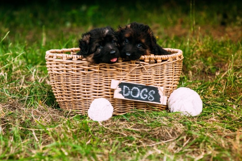 Criptorchidismo nel Pastore Tedesco