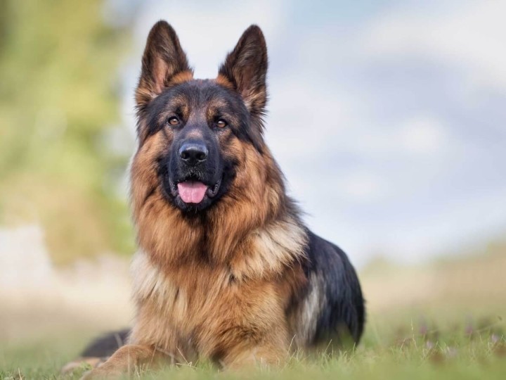 Pancreatite nel Pastore Tedesco: cause, sintomi e cure