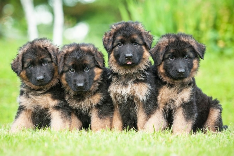 Pastore Tedesco: la prima educazione del cucciolo