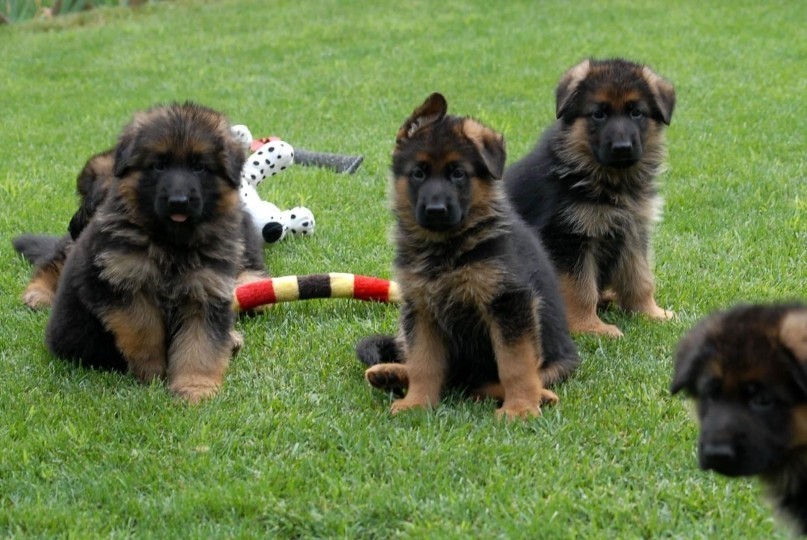 Primi passi con il cucciolo di Pastore Tedesco a casa