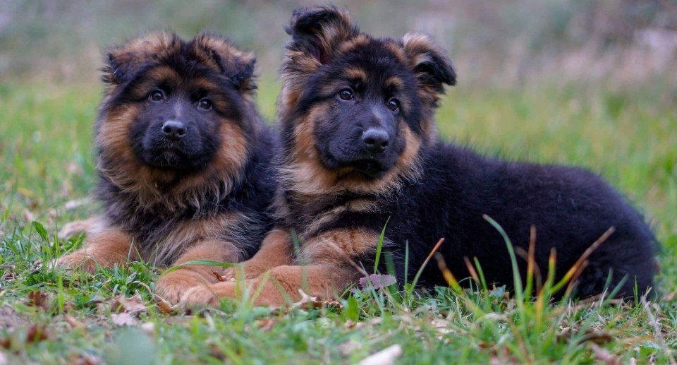 Come educare il cucciolo a tornare a comando