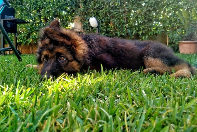 Parvovirus canino: sintomi e trattamento nei cuccioli