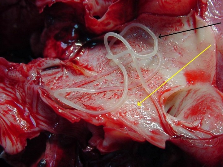 Filariosi cardiopolmonare nel Pastore Tedesco