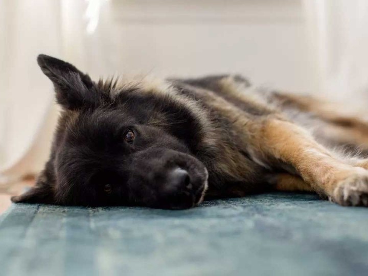 Megaesofago nel Pastore tedesco: cause, sintomi e cure