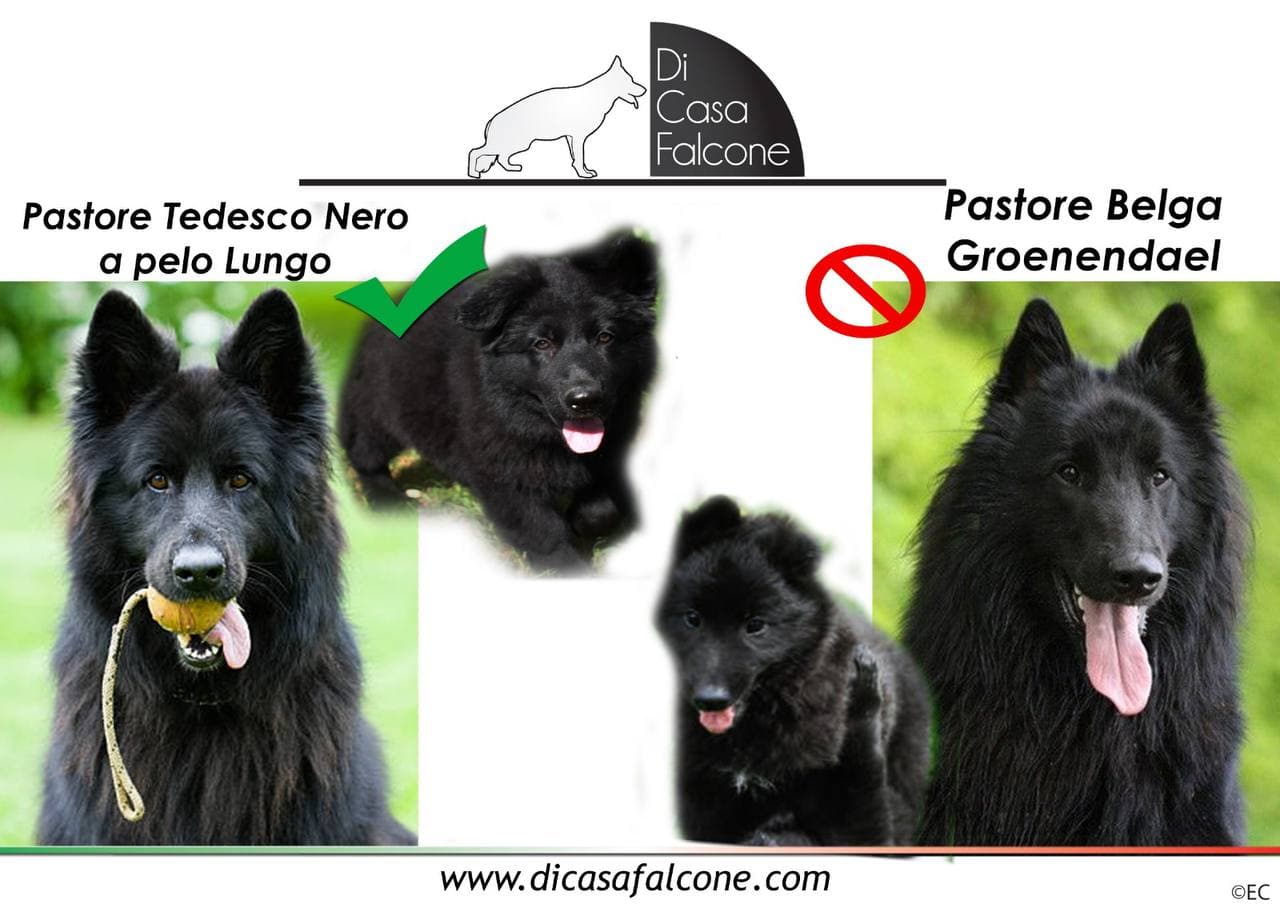 il Pastore Tedesco Nero in vendita Pastore tedesco nero - Pastore Belga a confronto 2