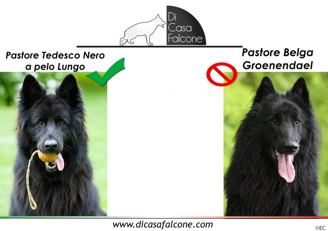 il Pastore Tedesco Nero in vendita Pastore tedesco nero - Pastore Belga a confronto 2