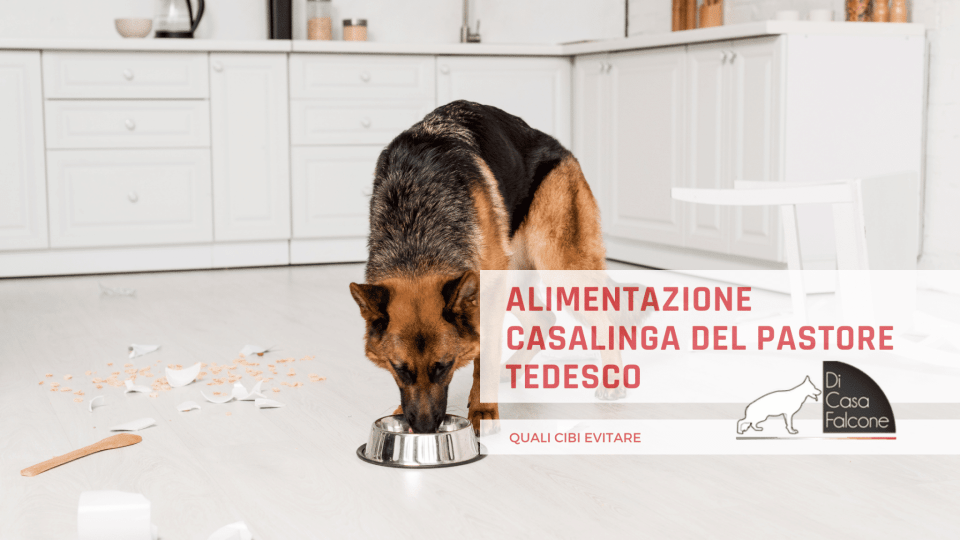 Alimentazione casalinga del pastore tedesco