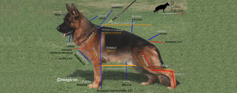 pastore tedesco - lo standard