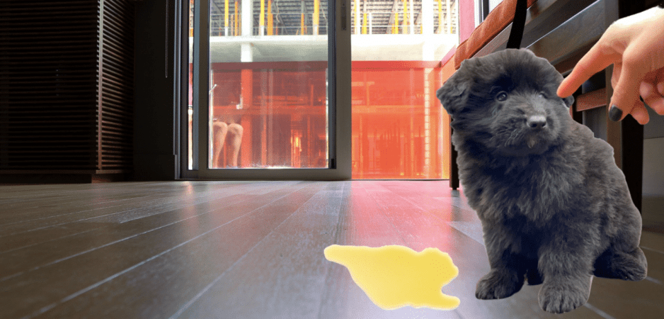 educare il cucciolo2