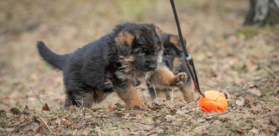 come dedicare del tempo al nostro pastore tedesco