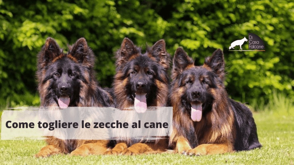 Come togliere le zecche al cane (1)