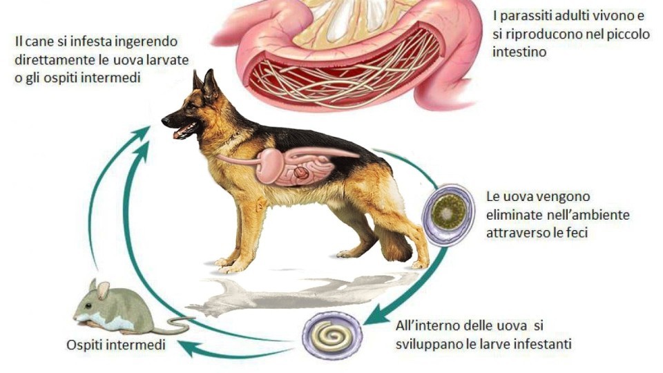 ascaridi nel cane