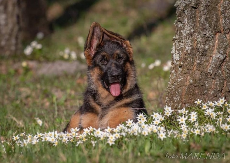 Antiparassitari per cani - antipulci