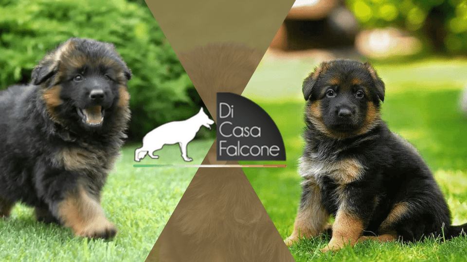 Allevamento Pastore Tedesco MIlano - Di Casa Falcone