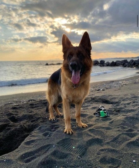 Pastore tedesco al mare