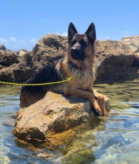 Antiparassitari Pastore Tedesco