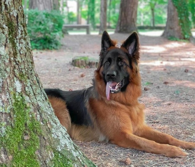 Denti pastore tedesco: tutto quello che c’è da sapere