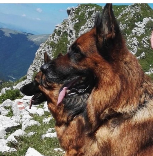 Pastore tedesco: maschio o femmina