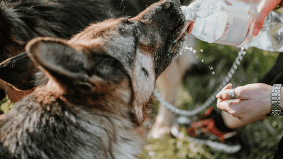 pastore tedesco in estate