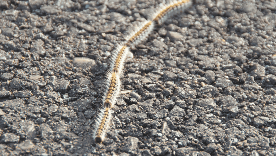 processionaria nel pastore tedesco