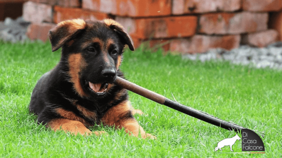 Vaccinazioni del cucciolo di pastore tedesco
