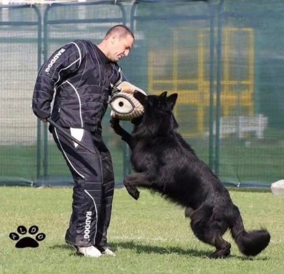 temperamento del pastore tedesco - pastore tedesco da guardia