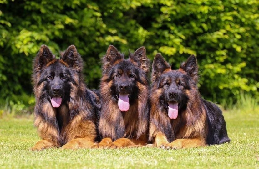 Piometra nel pastore tedesco