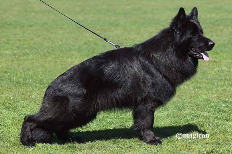 Storia del pastore tedesco