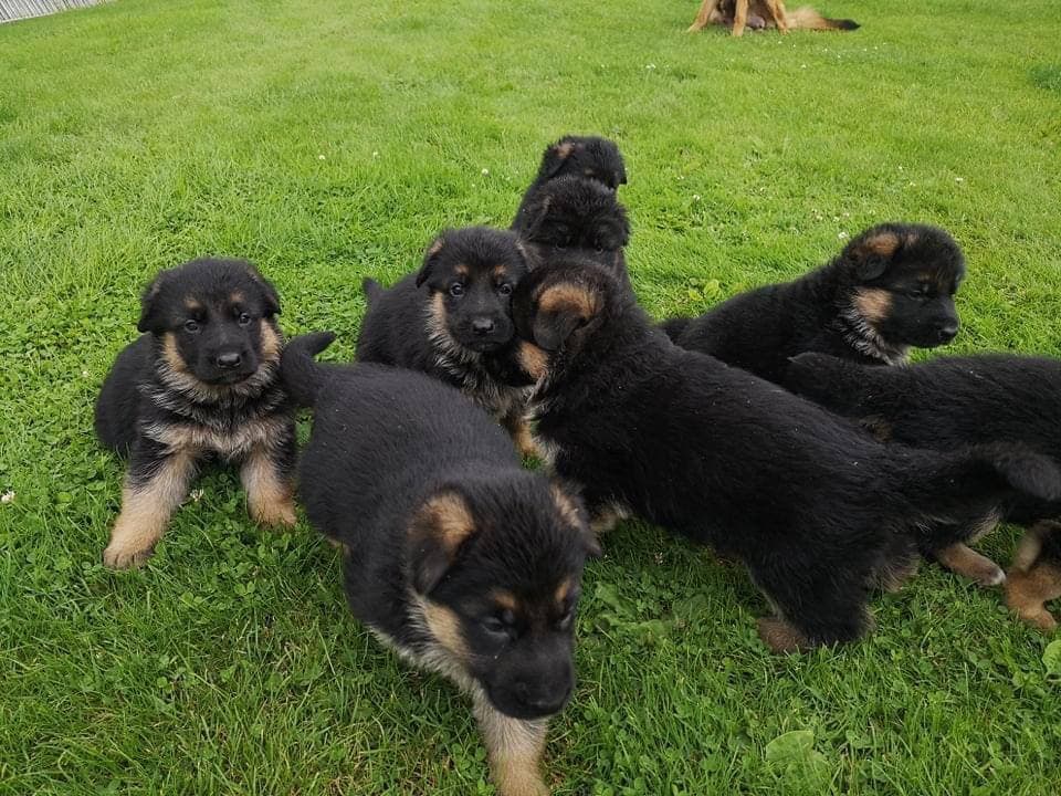 Tabella prezzi cuccioli di pastore tedesco Tabella prezzi cuccioli pastore tedesco