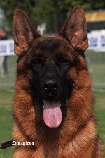 Dieta BARF: cos’è, pro e contro