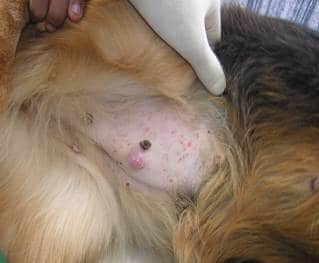 Tumore mammario nel pastore tedesco