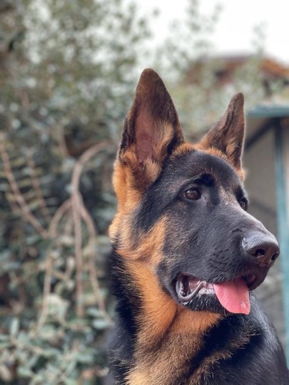 Alimentazione invernale e casalinga per i pastori tedeschi